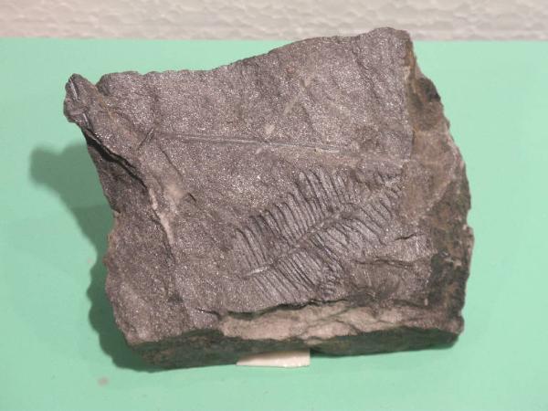 Cicadophyta fossile