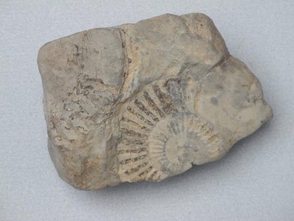 Ammonite