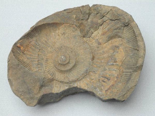 Ammonite