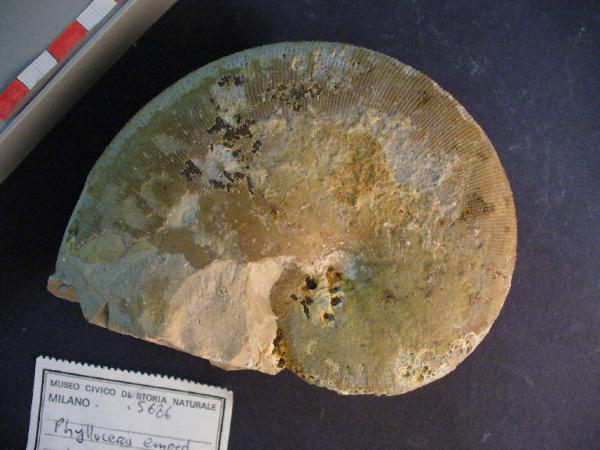 Ammonite