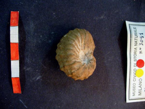 Ammonite