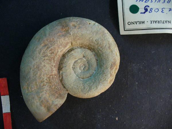 Ammonite