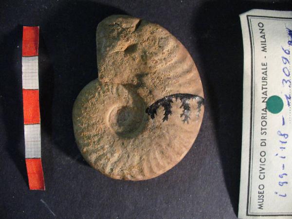 Ammonite