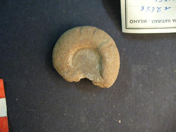 Ammonite