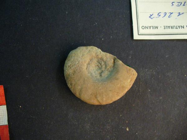 Ammonite