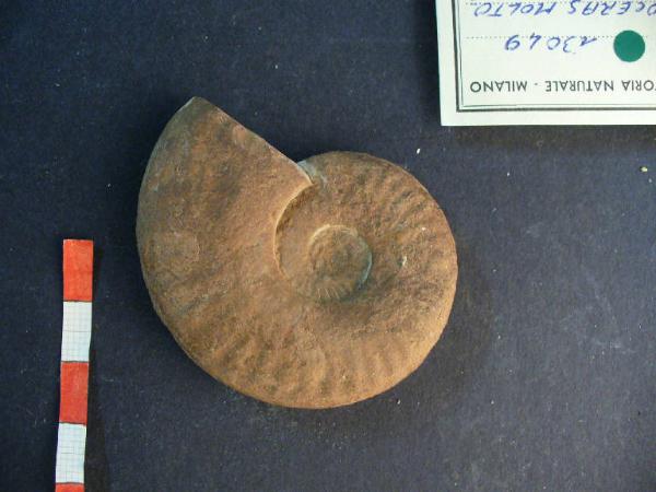 Ammonite