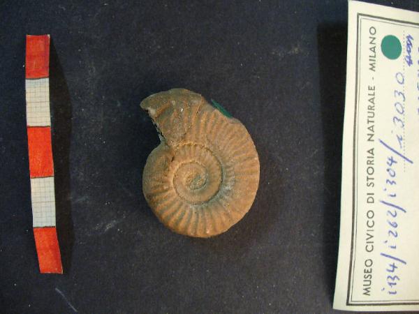 Ammonite