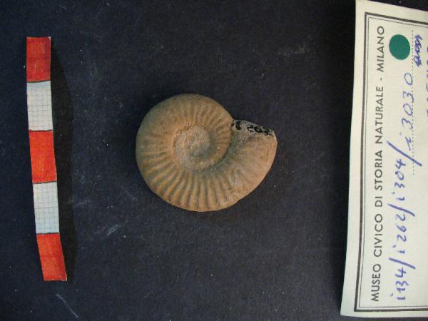 Ammonite