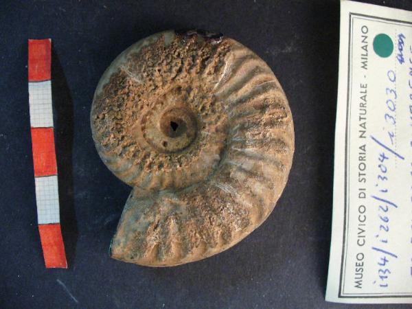 Ammonite