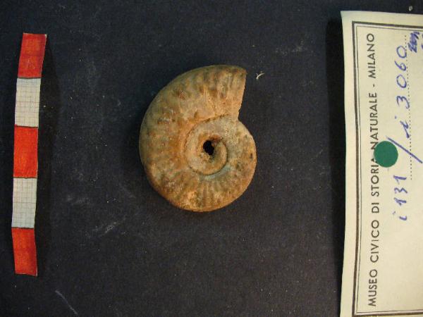 Ammonite