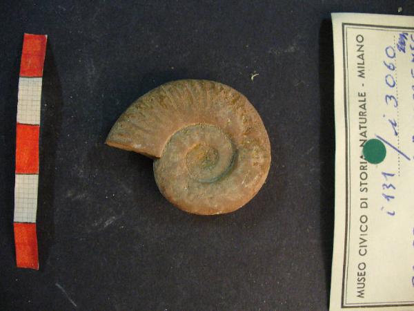 Ammonite