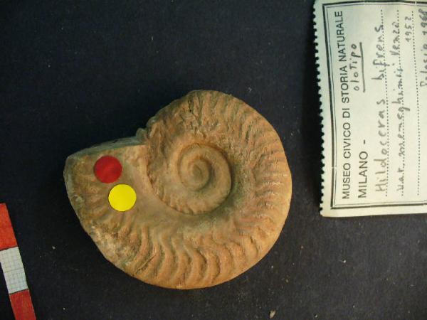 Ammonite