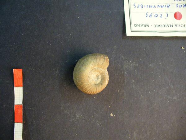 Ammonite