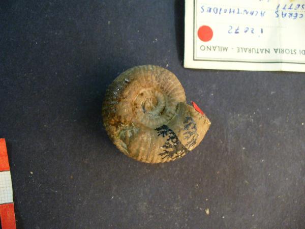 Ammonite