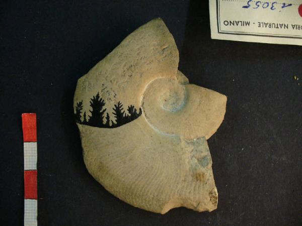 Ammonite