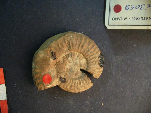 Ammonite