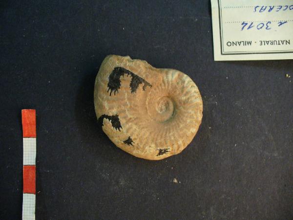 Ammonite