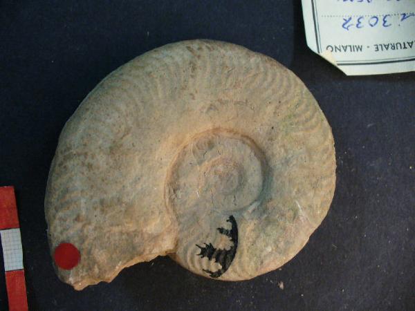 Ammonite