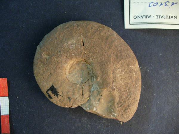 Ammonite