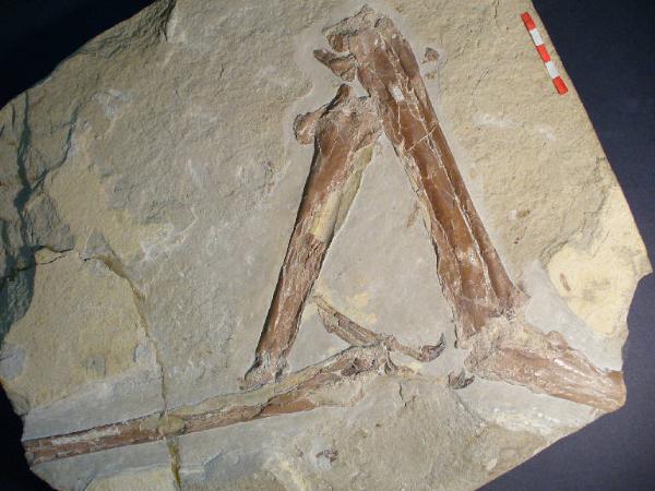 Pterosauro