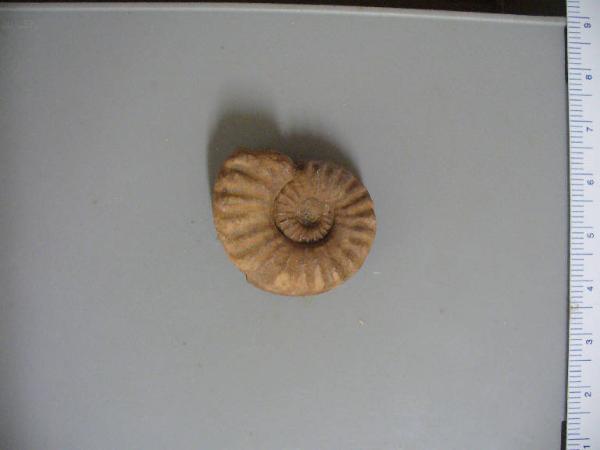 Ammonite