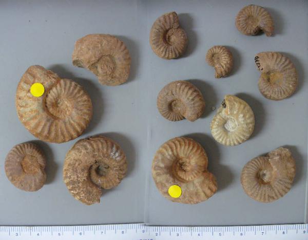 Ammonite