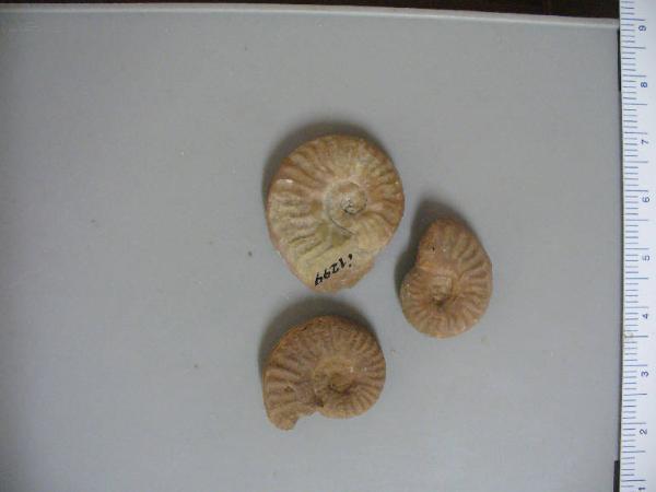 Ammonite