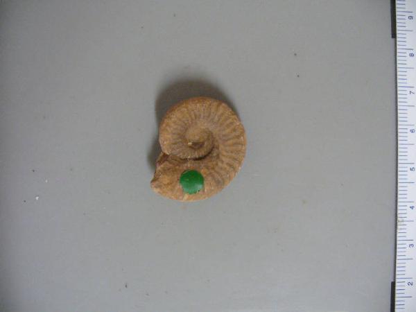 Ammonite