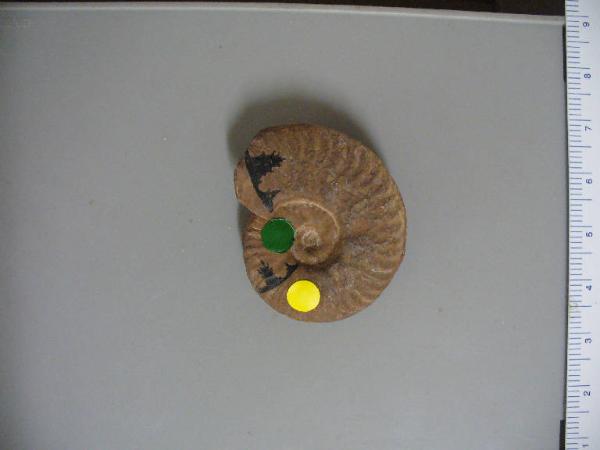 Ammonite