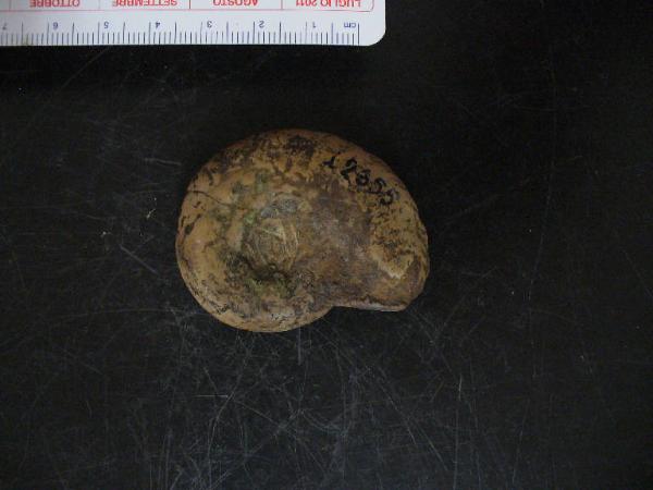 Ammonite