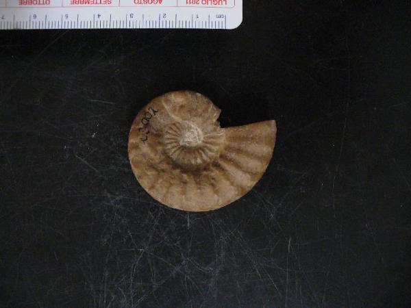 Ammonite