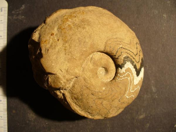 Ammonite