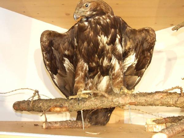 Aquila chrysaetos