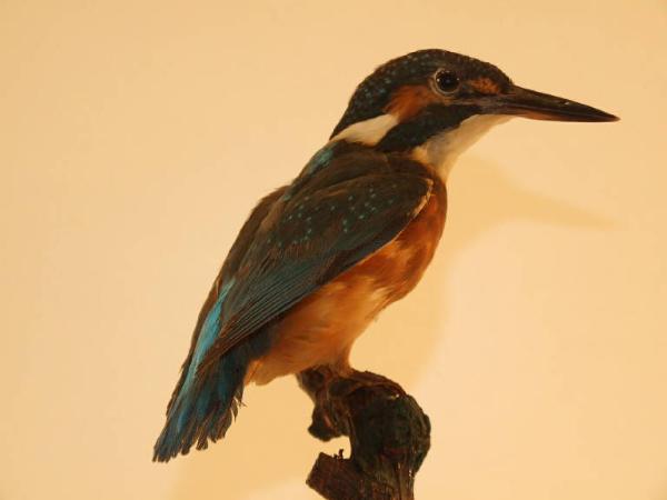 Alcedo atthis