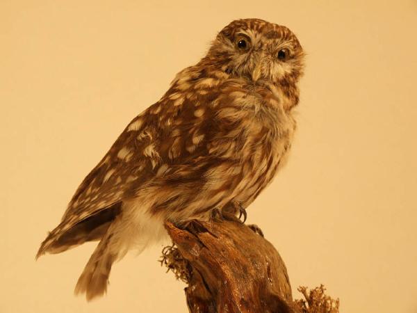 Atene noctua