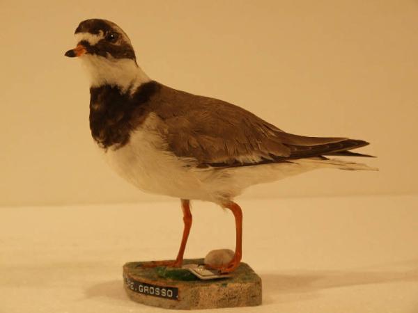 Charadrius hiaticula