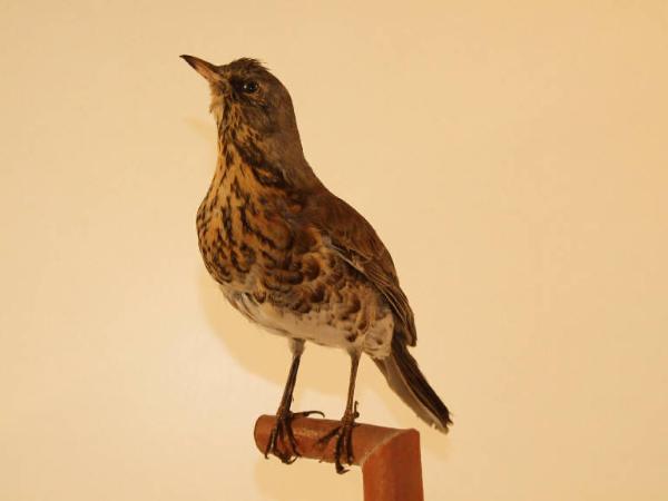 Turdus pilaris