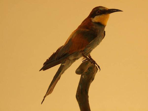 Merops apiaster