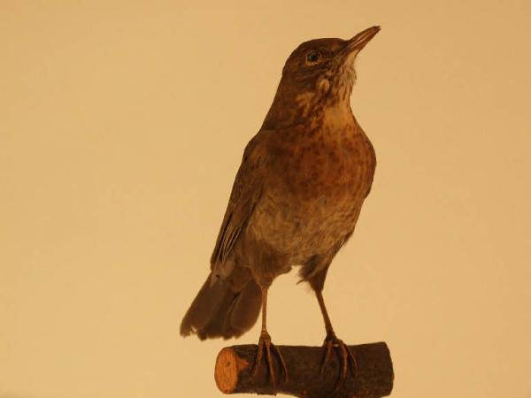 Turdus merula