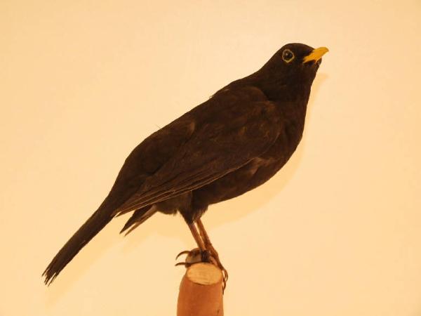 Turdus merula