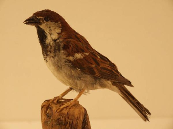 Passer domesticus