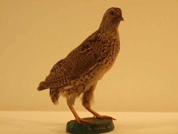 Coturnix coturnix