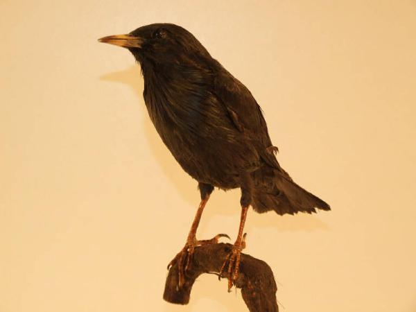 Sturnus unicolor