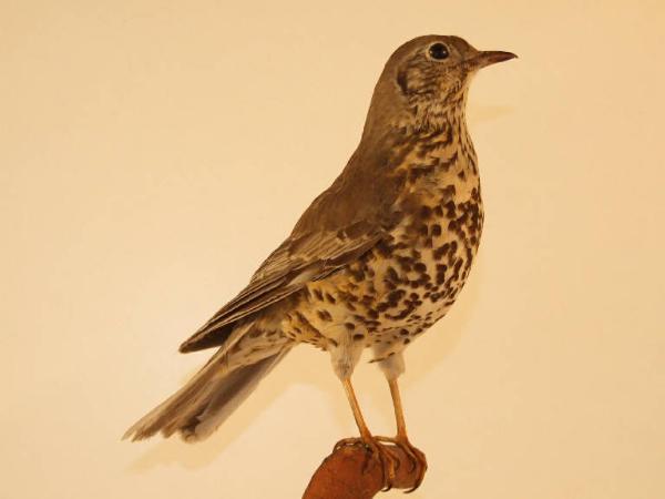 Turdus viscivorus