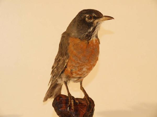 Turdus migratorius