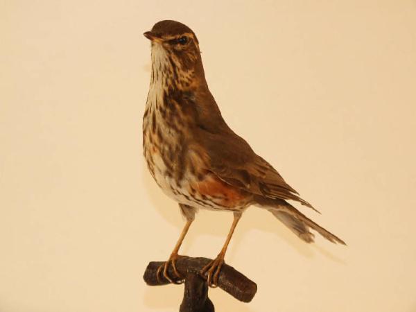 Turdus italicus