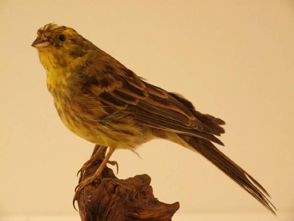 Emberiza citrinella