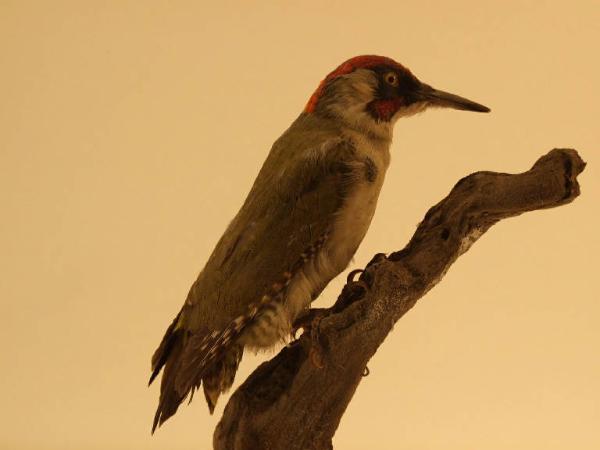 Picus viridis