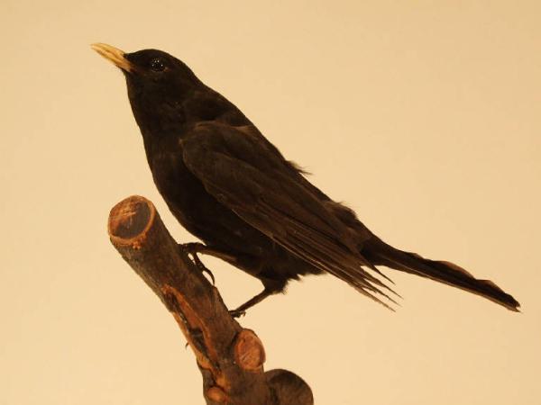 Turdus merula