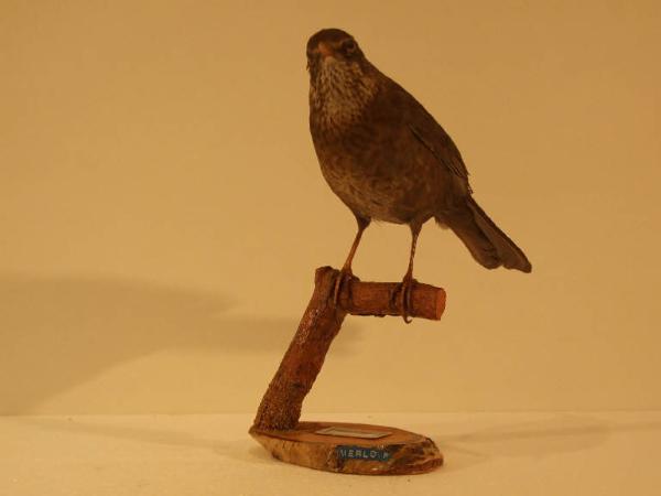 Turdus merula